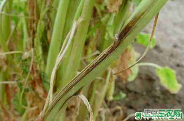 菠菜茎枯病如何防治(菠菜茎枯病如何防治)